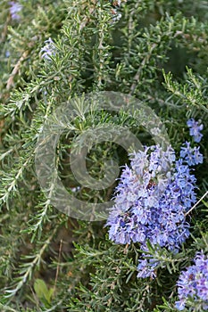 Creeping Rosemary Rosmarinus officinalis Prostratus Corsican blue, flowering plant